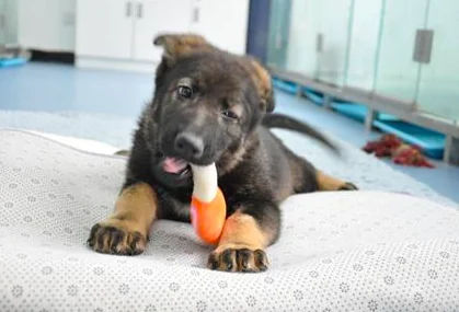 Cina: ecco Kunxun, il primo cane poliziotto clonato
